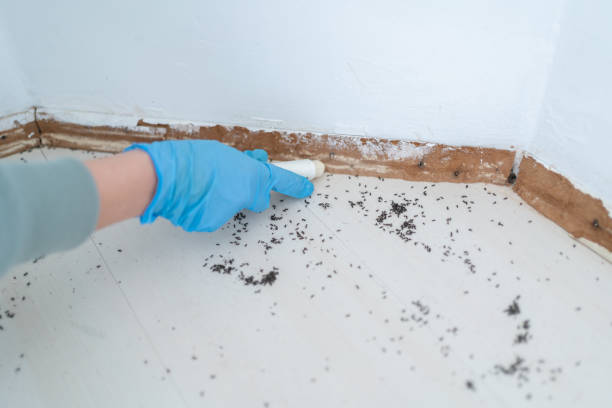  Woodside, CA Pest Control Pros